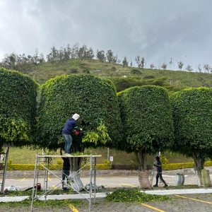 Mantenimineto de jardines (10)