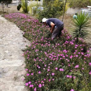 Mantenimineto de jardines (3)